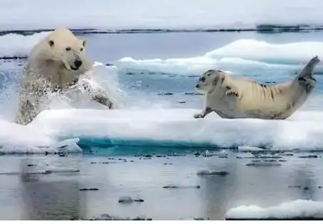 北极熊是如何迅速猎捕一只海豹的;在一片热带海域,虎鲸联合攻击了一只