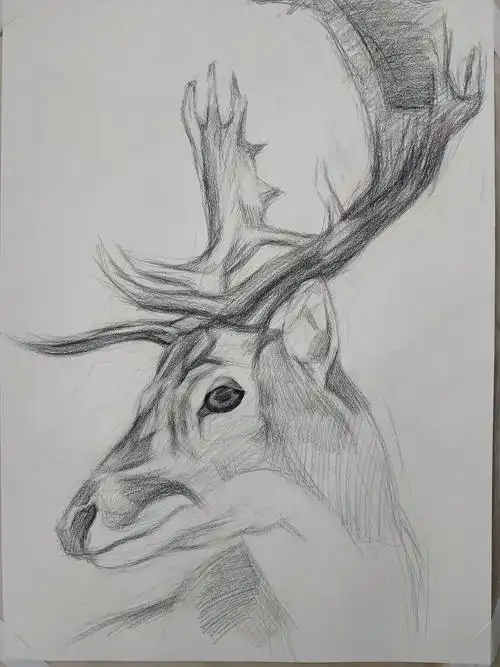 素描·麋鹿
