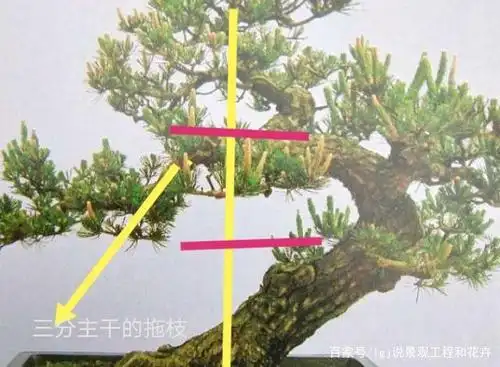 曲斜干树桩别乱剪,牢记这3点,漂亮盆景配拖枝,不用学别人