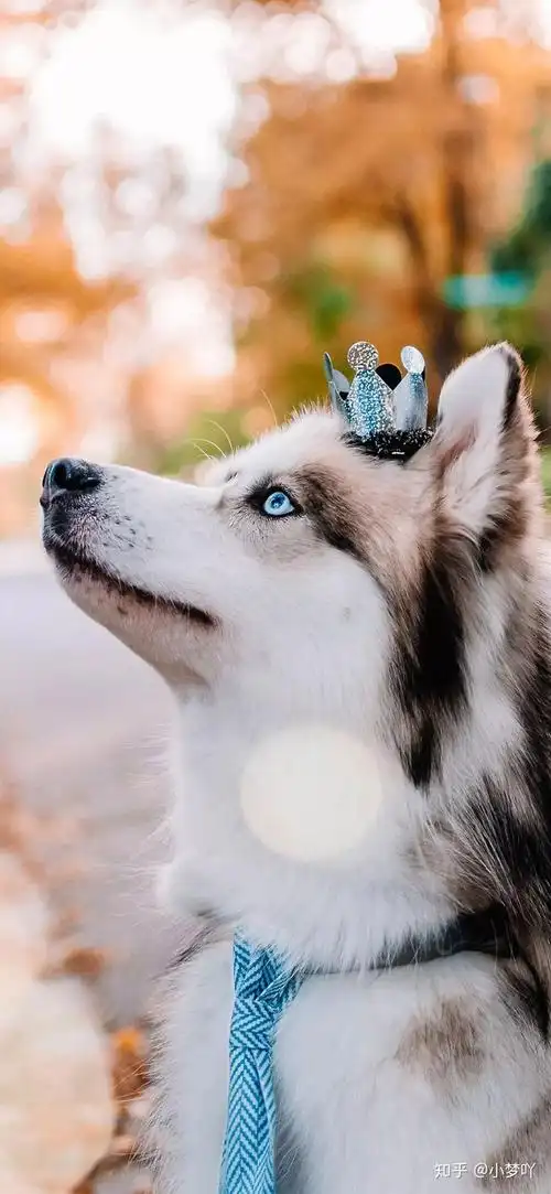 精选壁纸第5期动物壁纸