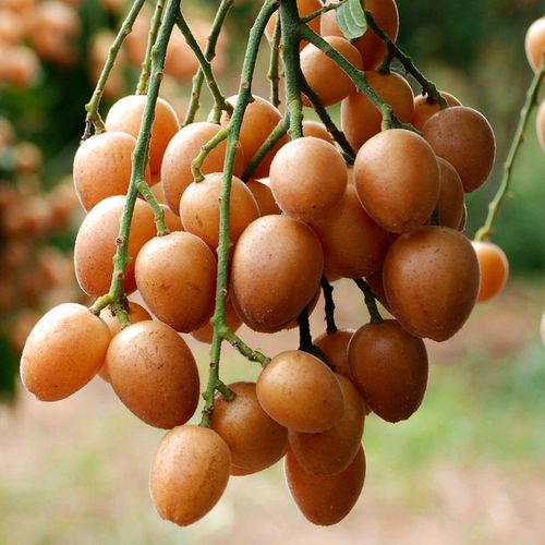 鸡心黄皮果5斤当季新鲜水果广东黄弹冰糖黄皮果孕妇水果顺丰包邮