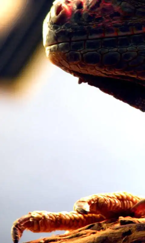 高清下的真实,恐怖蜥蜴480×800手机壁纸
