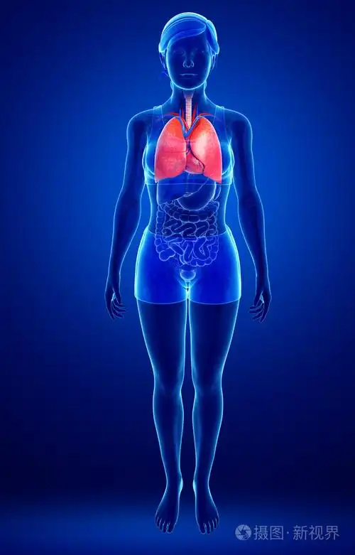 女性肺部解剖