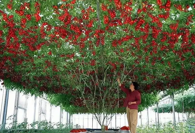 "番茄树"产量高,寿命长,值得推广种植吗?