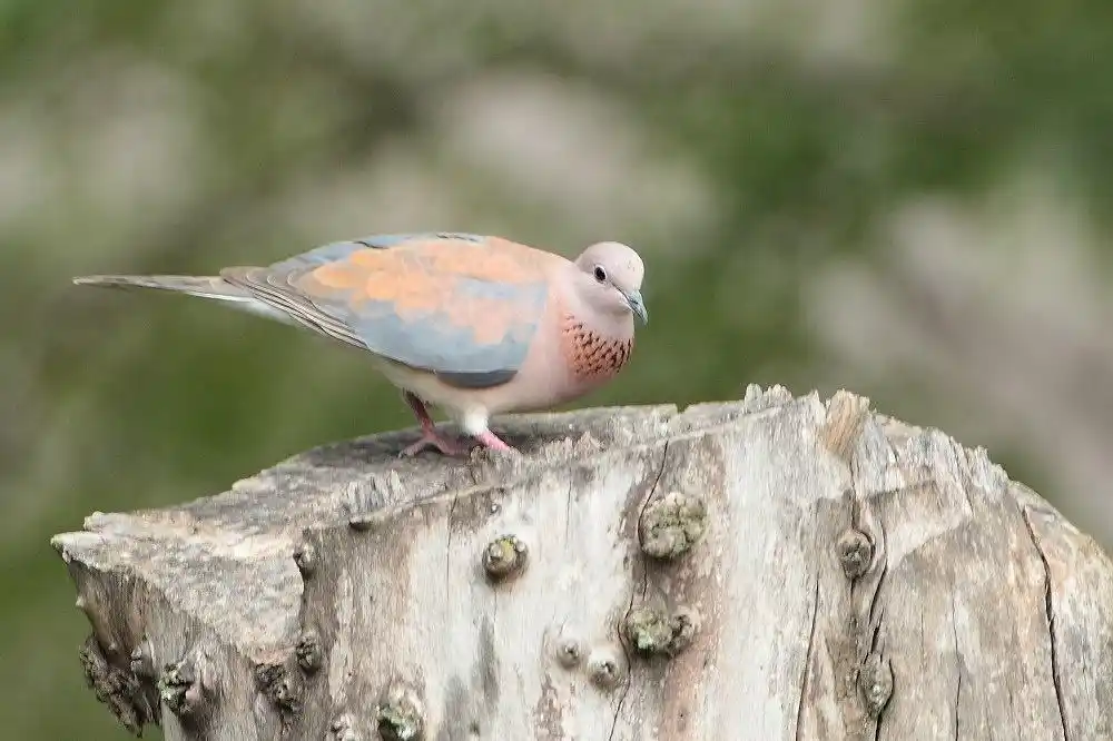 棕斑鸠知识科普,这些你可能不知道!