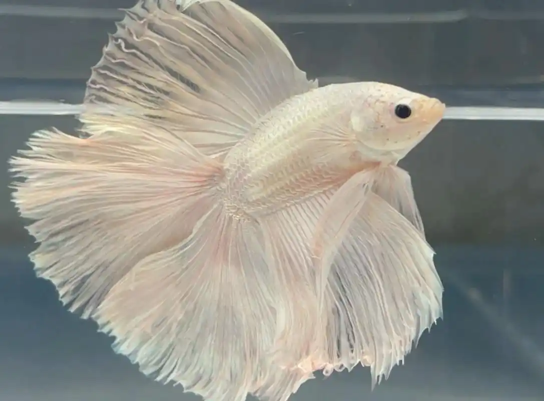 斗鱼是真的好看96#泰国斗鱼 - 抖音