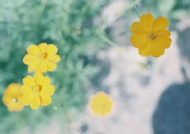 小清新森系意境伤感日系清新美图