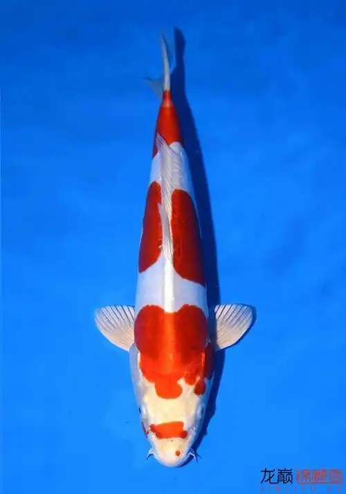 德系锦鲤,说说这是什么品种