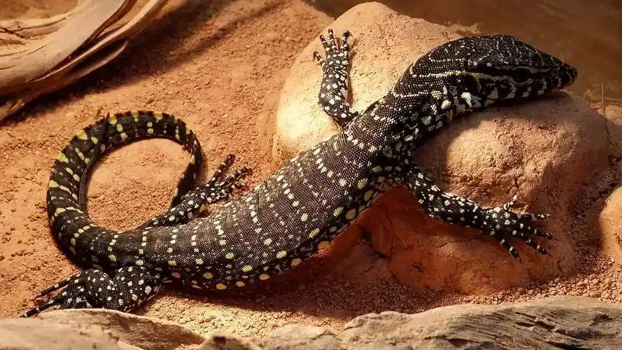 这篇文章带你了解非洲大陆上的冷酷猎手尼罗河巨蜥