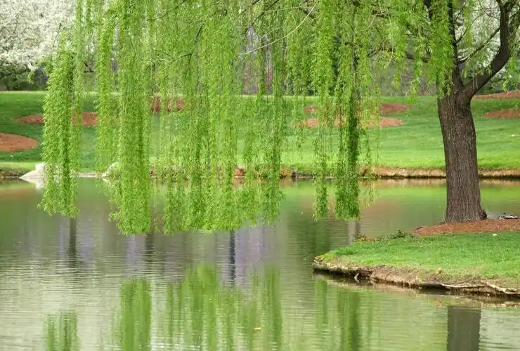 红黄蓝春天的颜色(春天什么是黄颜色)