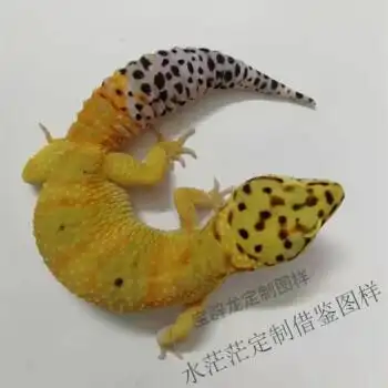 网红豹纹守宫蜥蜴幼体亚成成体新手懒人活体宠物易养易上手合同定制款