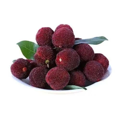 wholesale high quality grafted waxberry tree seedling of myrica