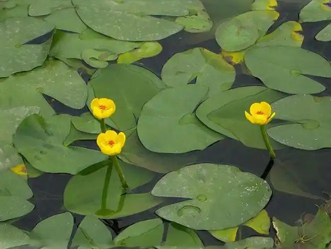 萍蓬草图片 萍蓬草野菜图片[5/13]_图片大全_美桌网