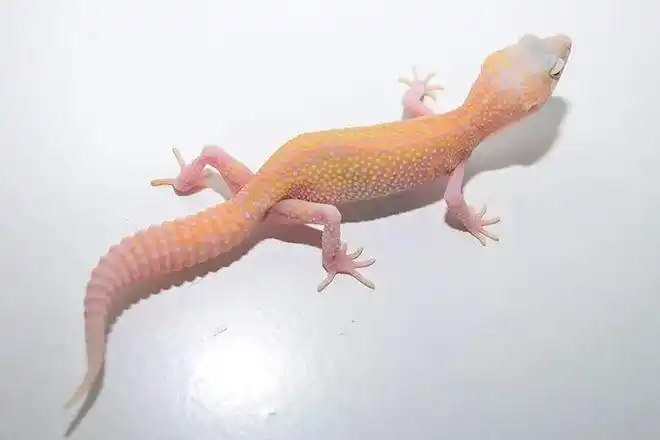 雪花类豹纹守宫概要snowedition