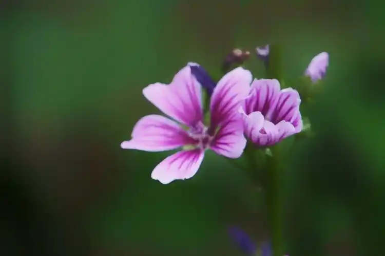 锦葵花开清雅迷人