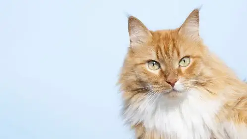 缅因猫壁纸图片封面大图