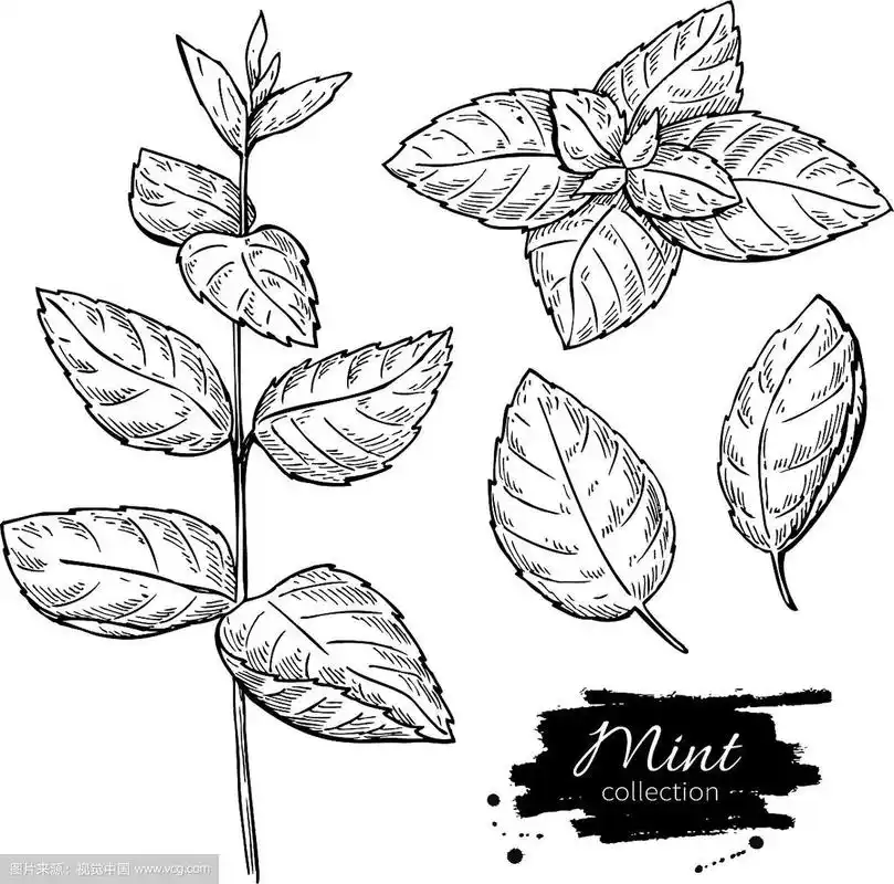薄荷绘图集孤立的薄荷植物和