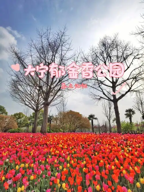这里是上海大宁郁金香公园93,可郁金香每年只开两三周,珍贵,所以美