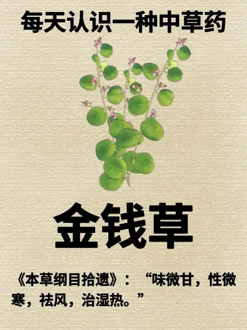 广金钱草.野生中草药#识百草 #中药材 #金钱草 #广金钱草 - 抖音