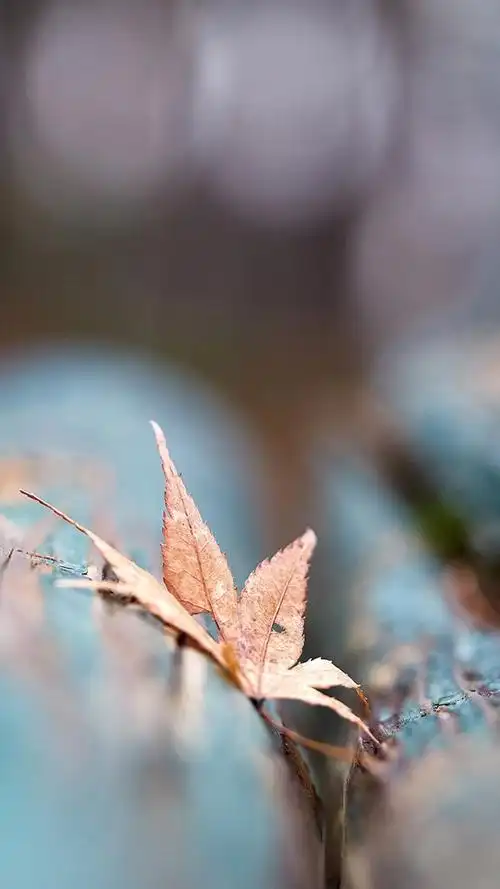 黄色枫叶清新意境风景图片手机壁纸