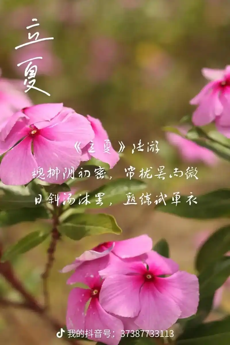 随手拍 #立夏#小满#芒种#夏至#古诗词#摄影 - 抖音