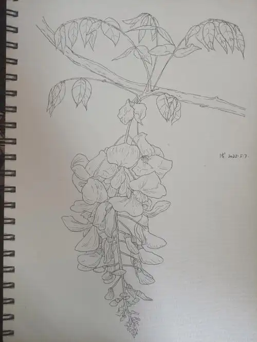 花卉写生  #钢笔速写  #写生  #速写写生  这个月也有好好画画66