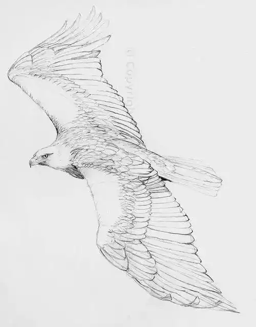 素描| 他们怎么把鹰画的这么帅!