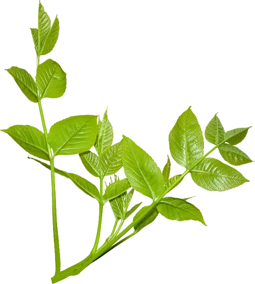 png素材透明素材png图片绿色水果鲜花植物干净栀子花树叶绿叶叶子芦荟