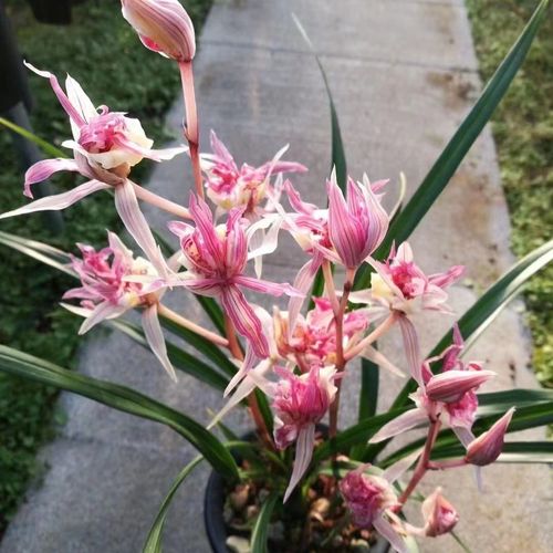 点击购买:寒兰奇花 富贵临门 好养新手推荐名贵兰花