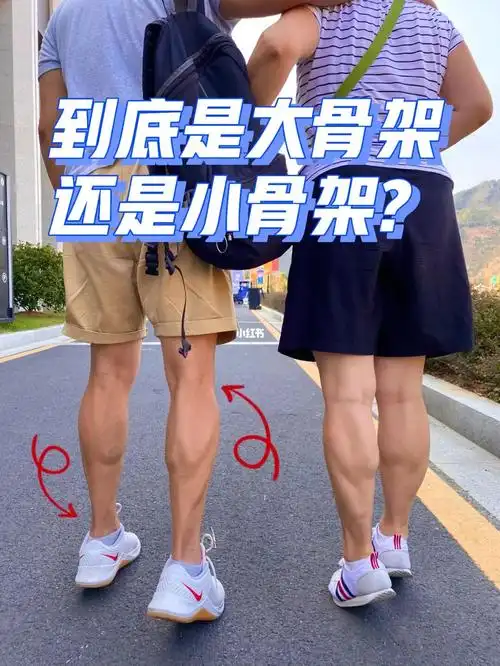 大骨架小骨架看看脚踝膝关节