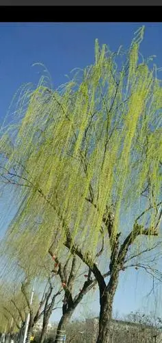 柳树随风舞动的样子十分的美丽