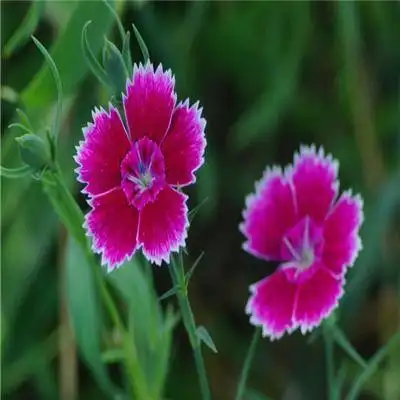 微信头像花草美景高清 - 搜狗图片搜索