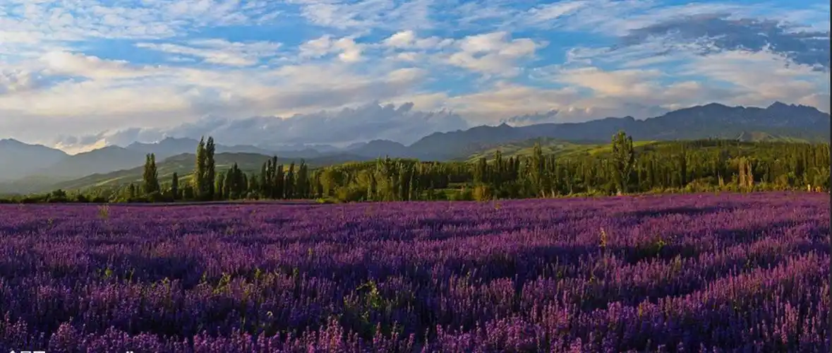 新疆游——伊宁(薰衣草基地之四)