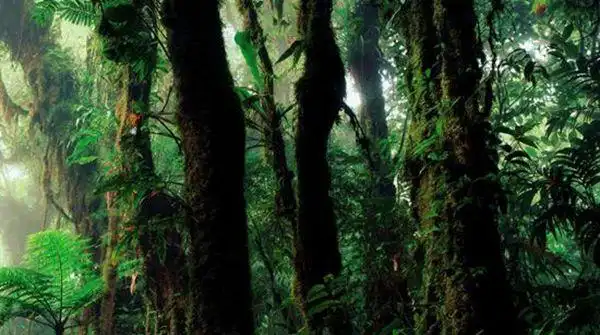 亚马逊雨林面积相当恐怖,它横跨了8个国家,占据了世界所有雨林面积的