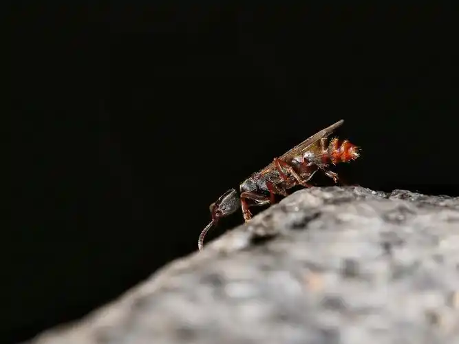 长着翅膀的蚂蚁