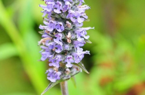 p>裂叶荆芥属( a target="_blank" href="/item/学名/8074290" data