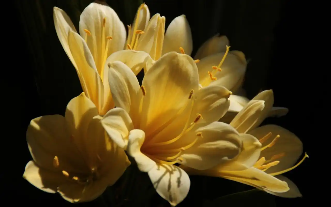 唯美君子兰小清新高清桌面壁纸