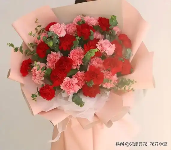 一束康乃馨送给无怨付出的母亲送母亲一束康乃馨图片