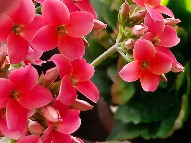 福寿吉祥长寿花 [手机随拍]