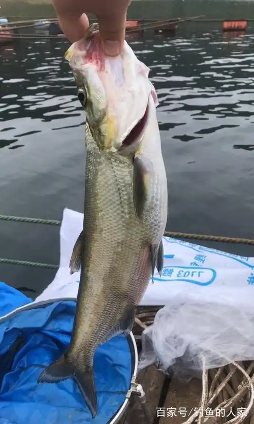 谷麦诱钓教学,野钓长江米级翘嘴鱼,钓获50多斤长江野生大鱼