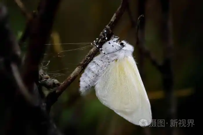 在塞夫顿海岸的ainsdale当地自然保护区,一只刚出世的雌性白缎蛾倒挂