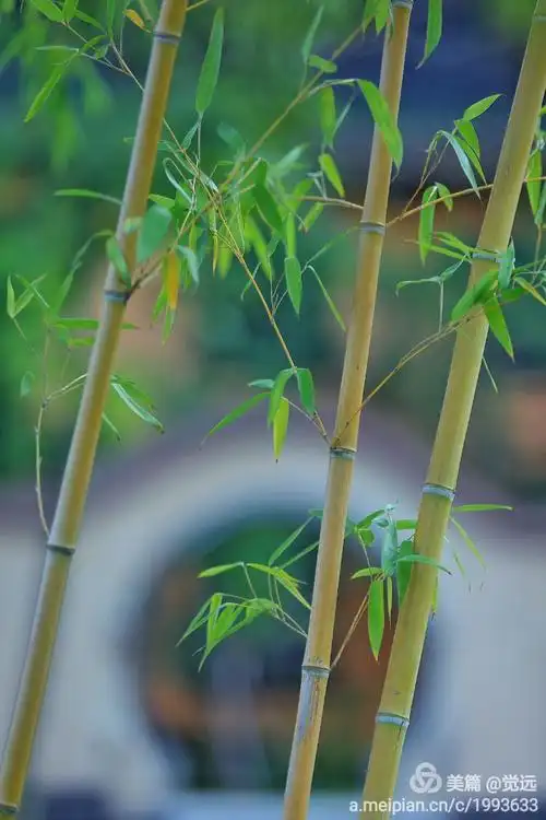 秋韵禅意广福寺.