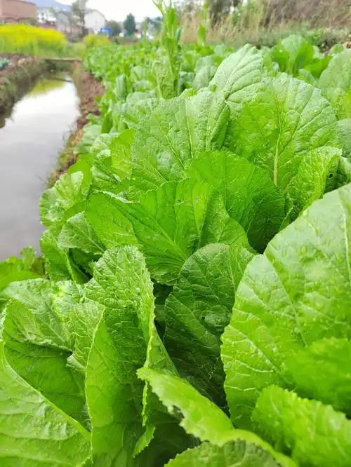 农村地里的这个青菜实在太好了