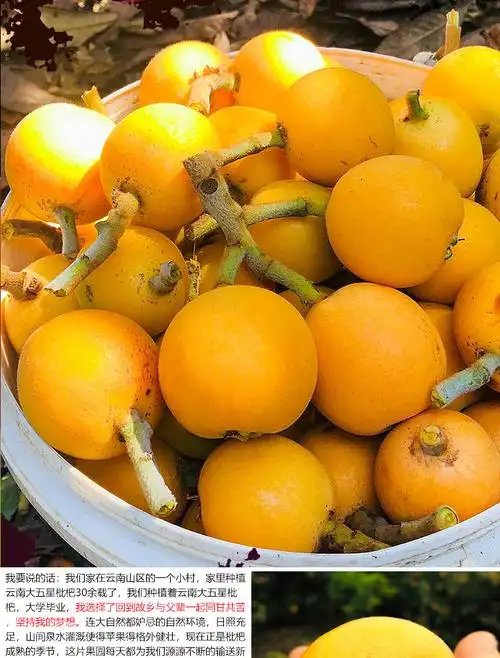 顺丰速运 云南高原枇杷果大五星甜枇杷新鲜时令水果孕妇水果送礼非