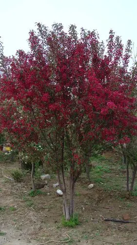 场地介绍 - 昌邑市围子镇立辉苗木场