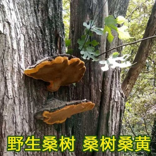 有仁堂西藏桑黄正宗桑树桑黄50年特大块桑黄灵芝茶长白山金边桑黄年货