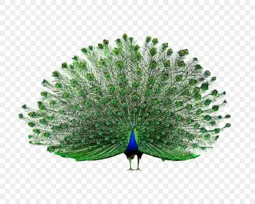 孔雀素材-孔雀图片-孔雀素材图片下载-觅知网