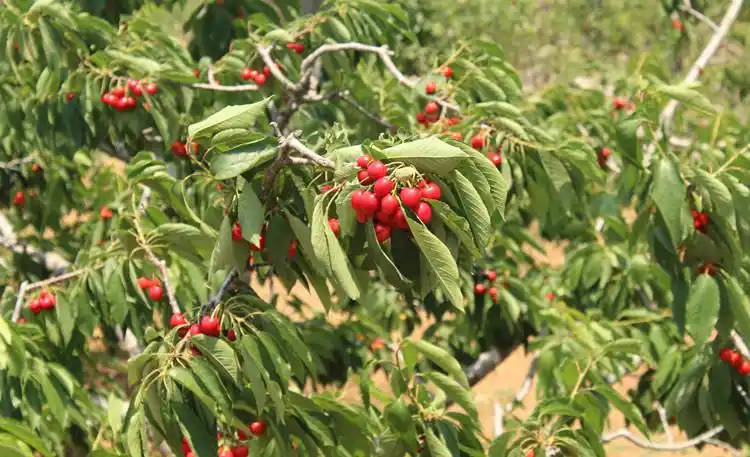 嫁接樱桃苗树车厘子树苗当年结果地盆栽室内南北方种植大果樱桃树果树