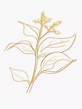 茯苓简笔画插图中草药药材植物手绘图中国传统中药中医本草纲目养生