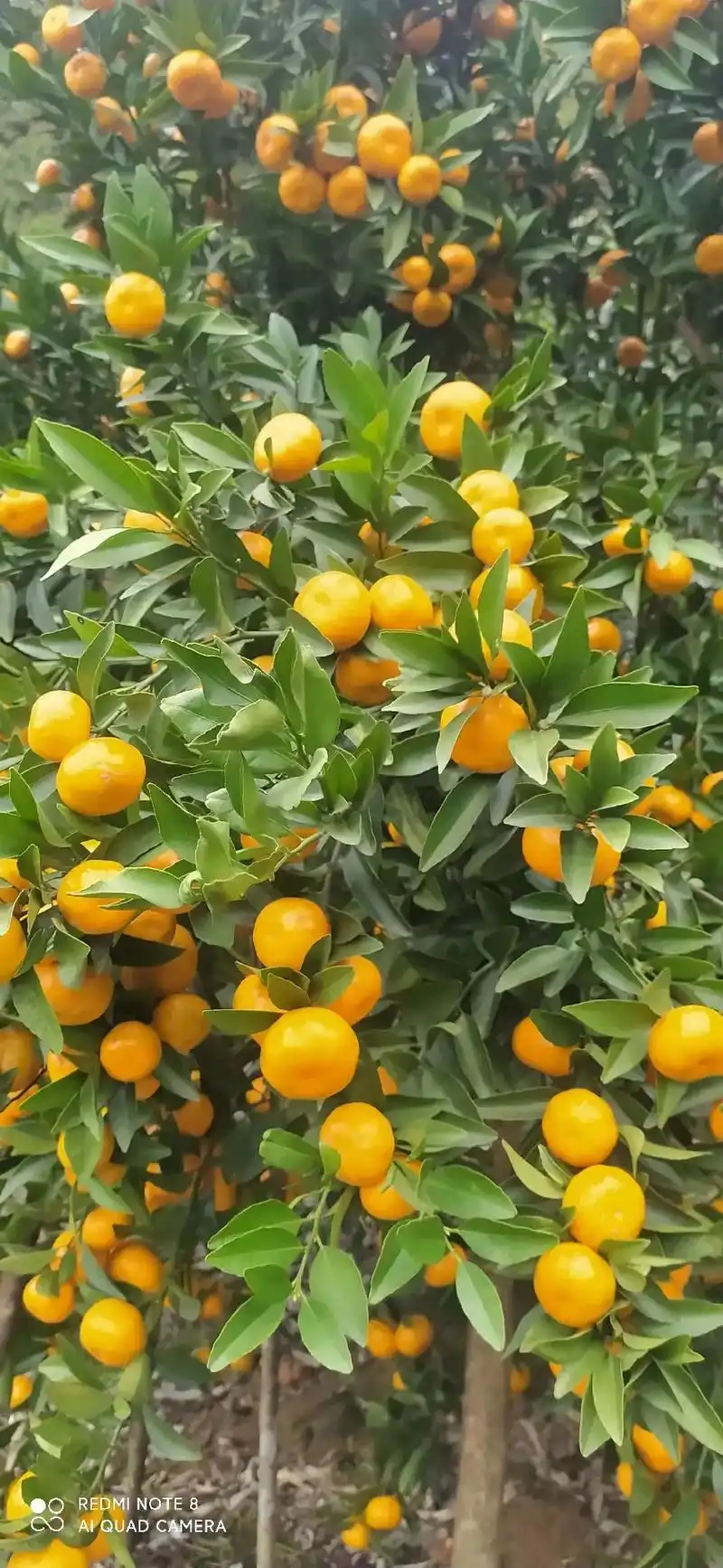 友友们早上好,山地果马水桔一箱十斤48元.夏橙一斤十斤48元 - 抖音